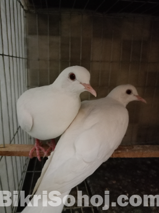 Australian Dove